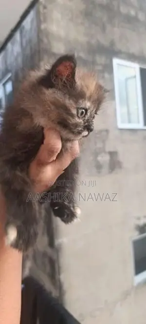 Persian Cat