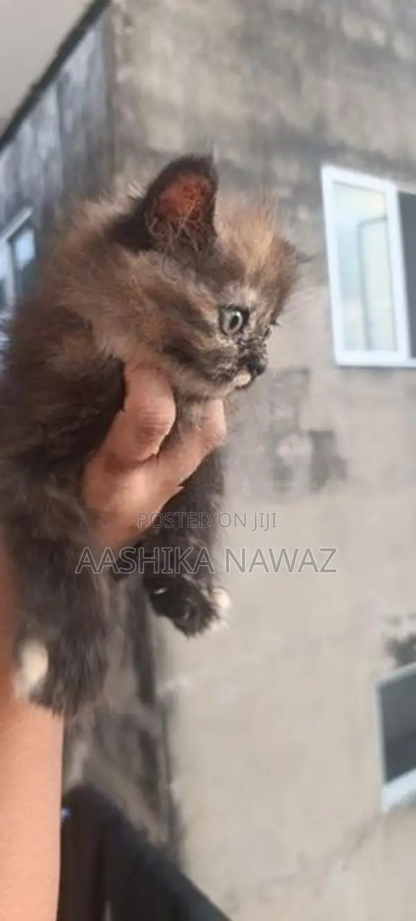 Persian Cat