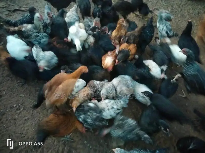 Country Chicks