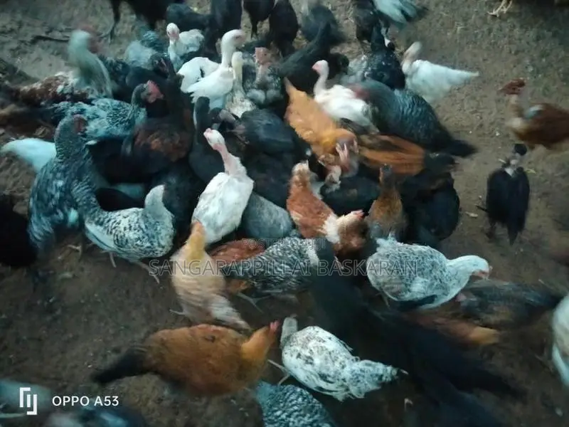 Country Chicks