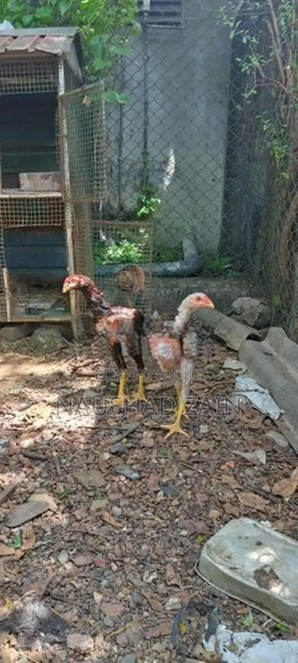 Rooster Chicks