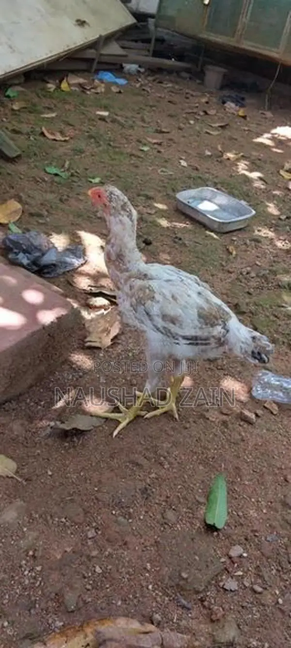 Rooster Chicks