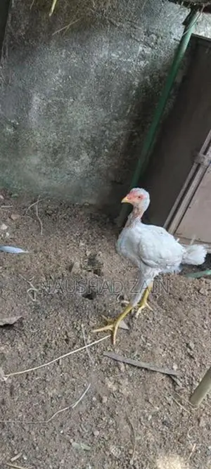 Rooster Chicks