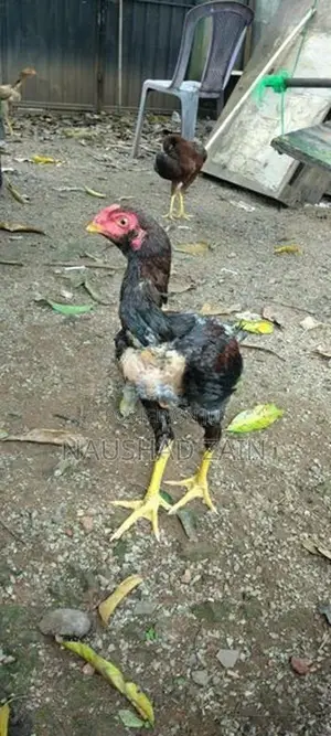 Rooster Chicks