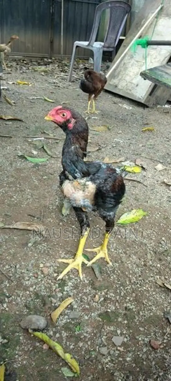 Rooster Chicks