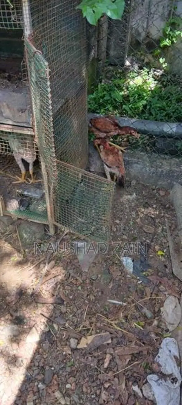 Rooster Chicks