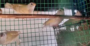 goldfinch Bird