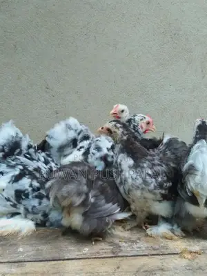 කොචින්(black Mottled Cochin)