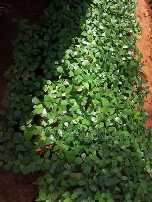 කුරුඳු පැල .
