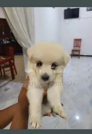 Lion Pomeranian Puppies