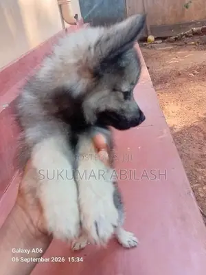 Lion Pomeranian Puppies