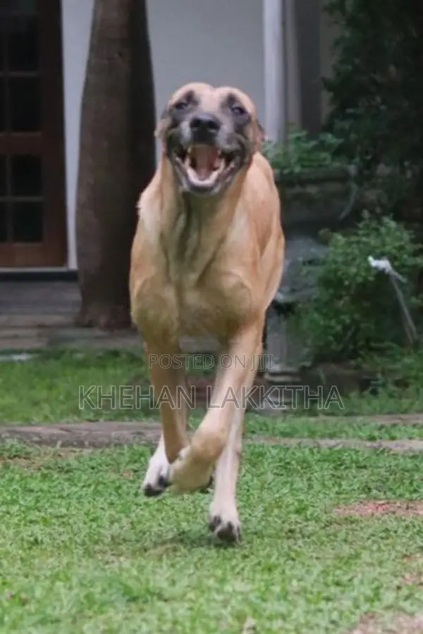Rhodesian Ridgeback Dog