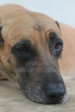 Rhodesian Ridgeback Dog