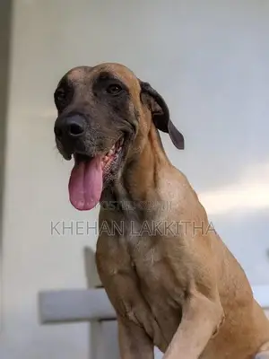 Rhodesian Ridgeback Dog