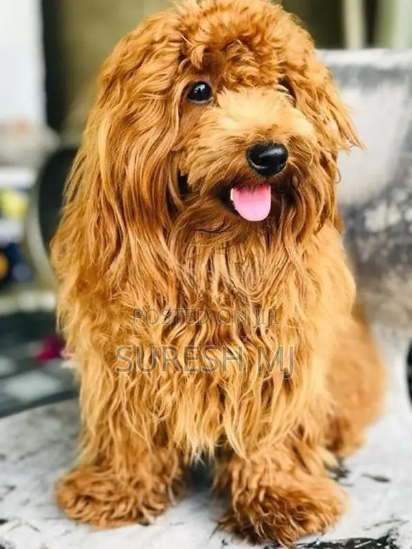 Dog Crossing Poodle