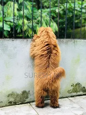 Dog Crossing Poodle