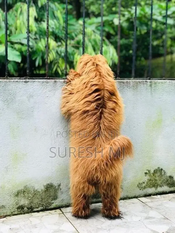 Dog Crossing Poodle
