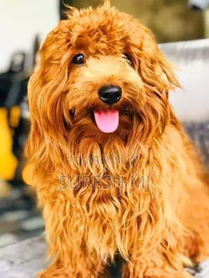 Dog Crossing Poodle