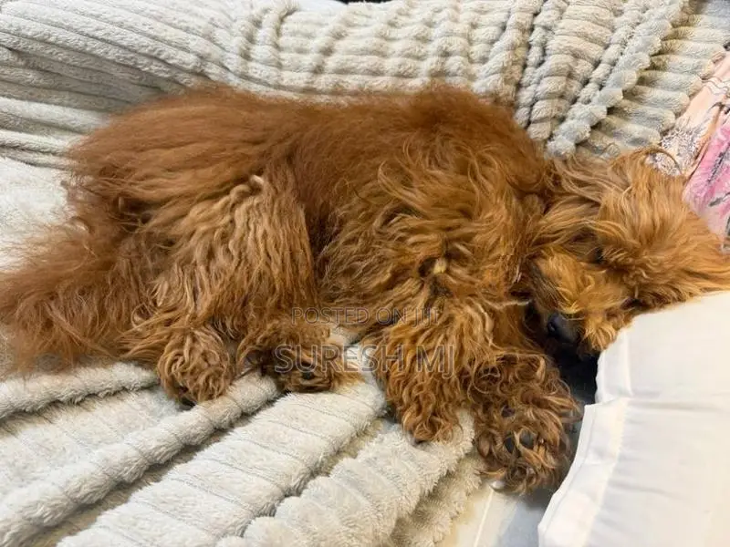 Dog Crossing Poodle