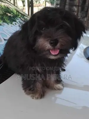 Shih Tzu Puppy