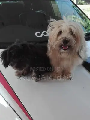 Shih Tzu Puppy