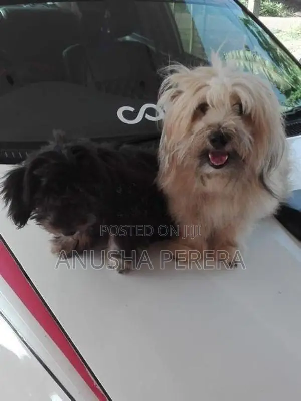 Shih Tzu Puppy