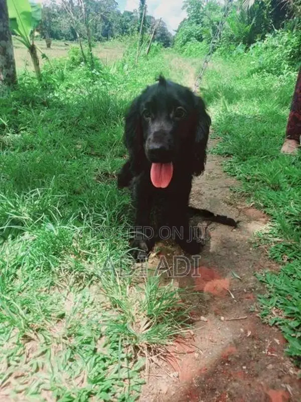 Cocker Spaniel Puppies