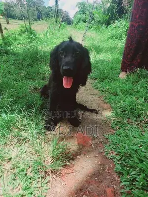 Cocker Spaniel Puppies