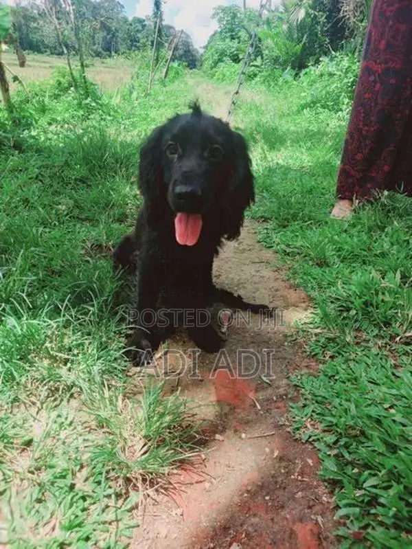 Cocker Spaniel Puppies