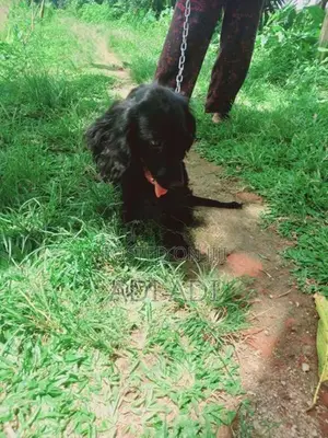 Cocker Spaniel Puppies