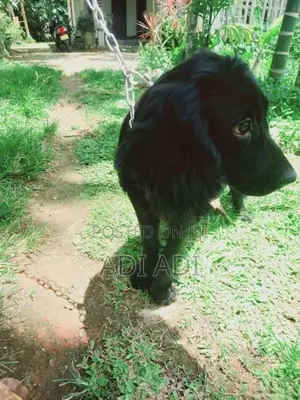 Cocker Spaniel Puppies