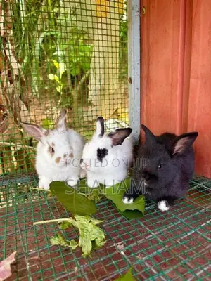 Rabbit