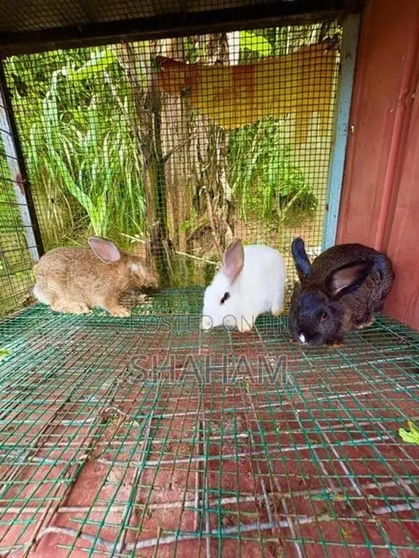 Rabbit
