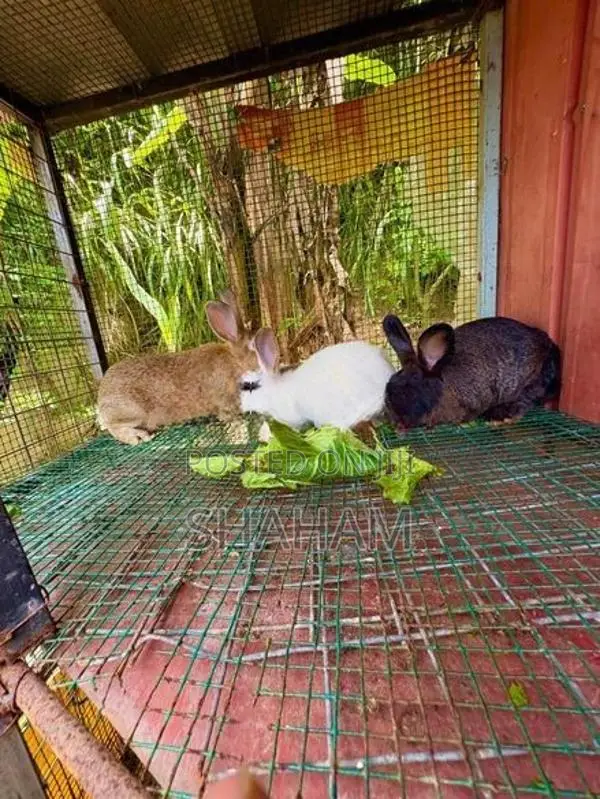 Rabbit