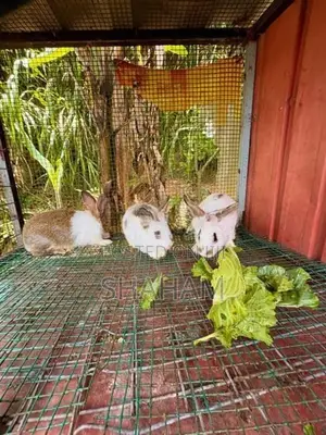 Rabbit