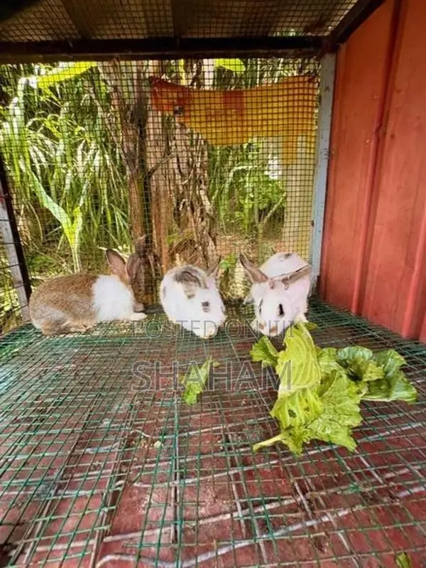 Rabbit