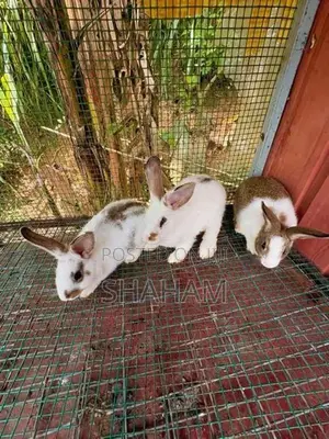 Rabbit