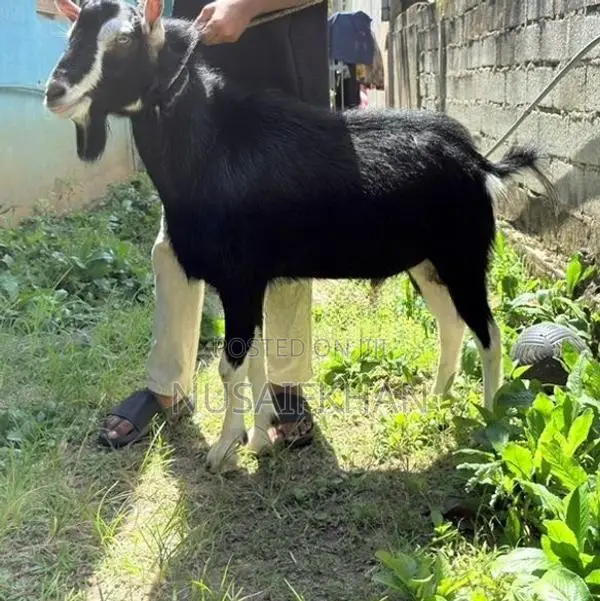 British Alpine Goat
