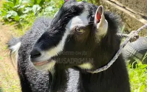 British Alpine Goat