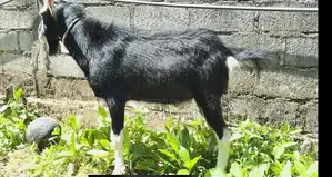 British Alpine Goat
