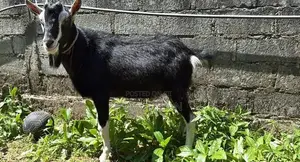 British Alpine Goat