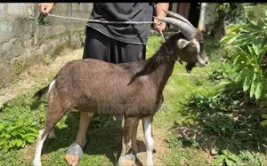 Toggenburg Male Goat