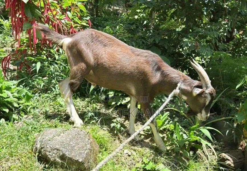 Toggenburg Male Goat
