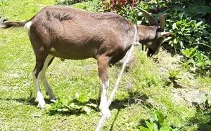 Toggenburg Male Goat