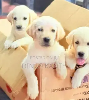 Labrador Retriever Puppies