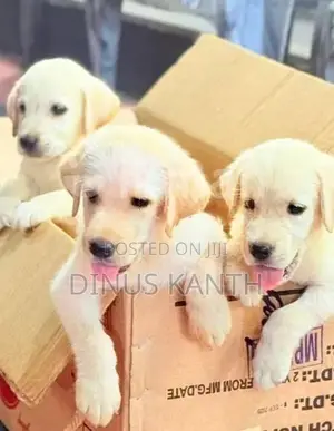 Labrador Retriever Puppies