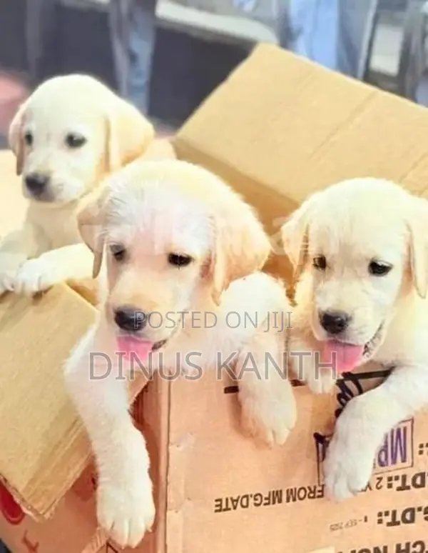Labrador Retriever Puppies