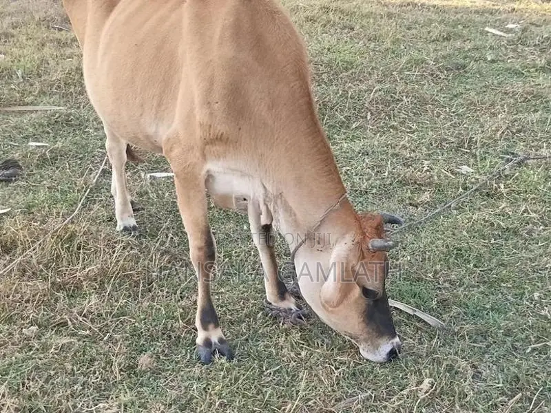 ஜேசி கன்னிப்பசு