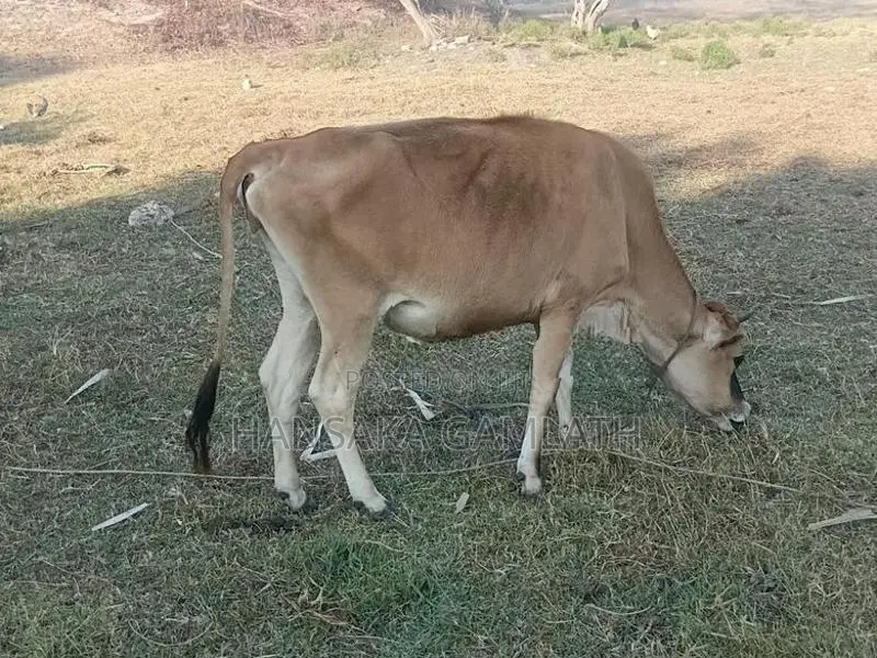 ஜேசி கன்னிப்பசு