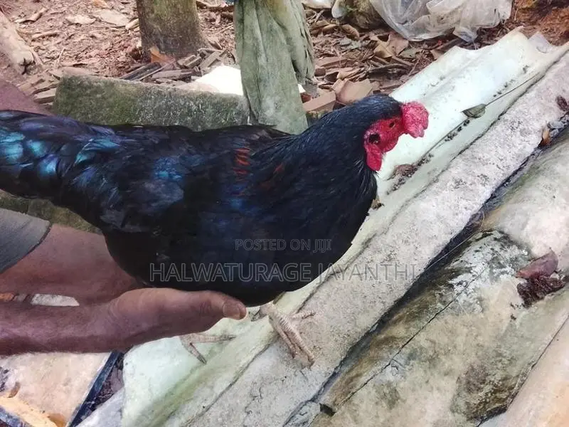 කුකුළන් විකිනිමට ඇත